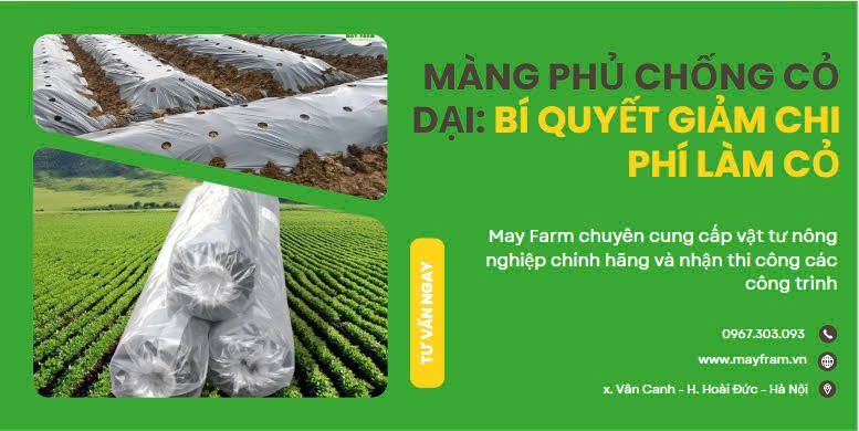 Màng phủ chống cỏ dại: Bí quyết giảm chi phí làm cỏ