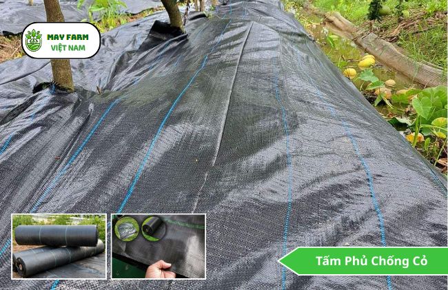  Tấm phủ chống cỏ là gì