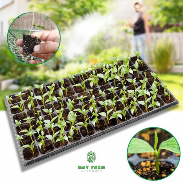 Vai trò của khay ươm - Tăng tỷ lệ sống và tăng tính thẩm mỹ