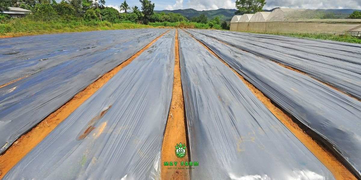 Tính năng nổi bật của màng phủ nông nghiệp
