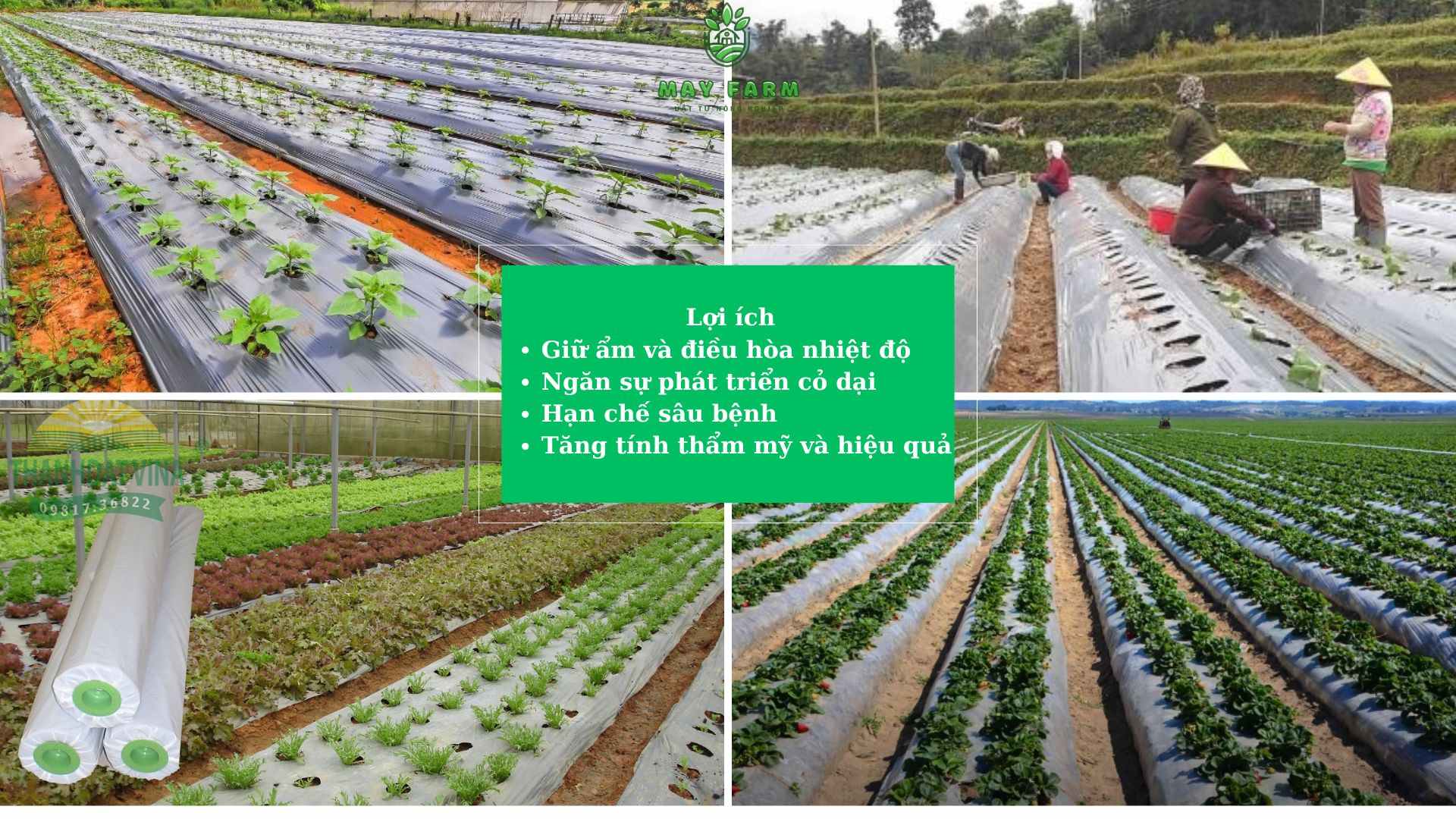 Lợi ích cụ thể khi sử dụng màng phủ nông nghiệp tại miền Bắc 