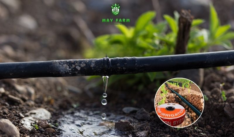 Hệ thống tưới nhỏ giọt