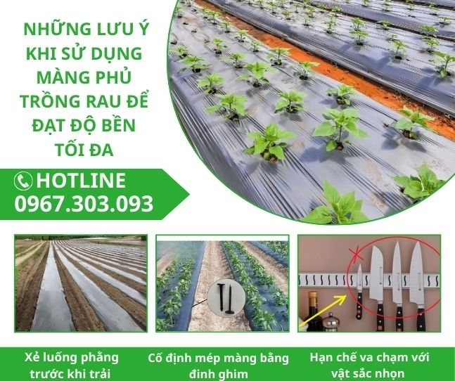  Những lưu ý khi sử dụng màng phủ trồng rau để đạt độ bền tối đa
