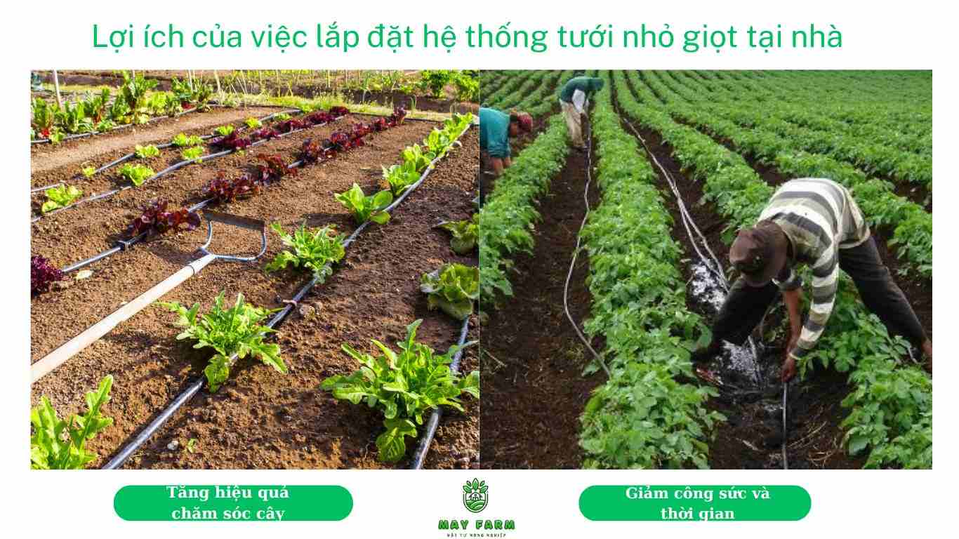  Lợi ích của việc lắp đặt hệ thống tưới nhỏ giọt tại nhà