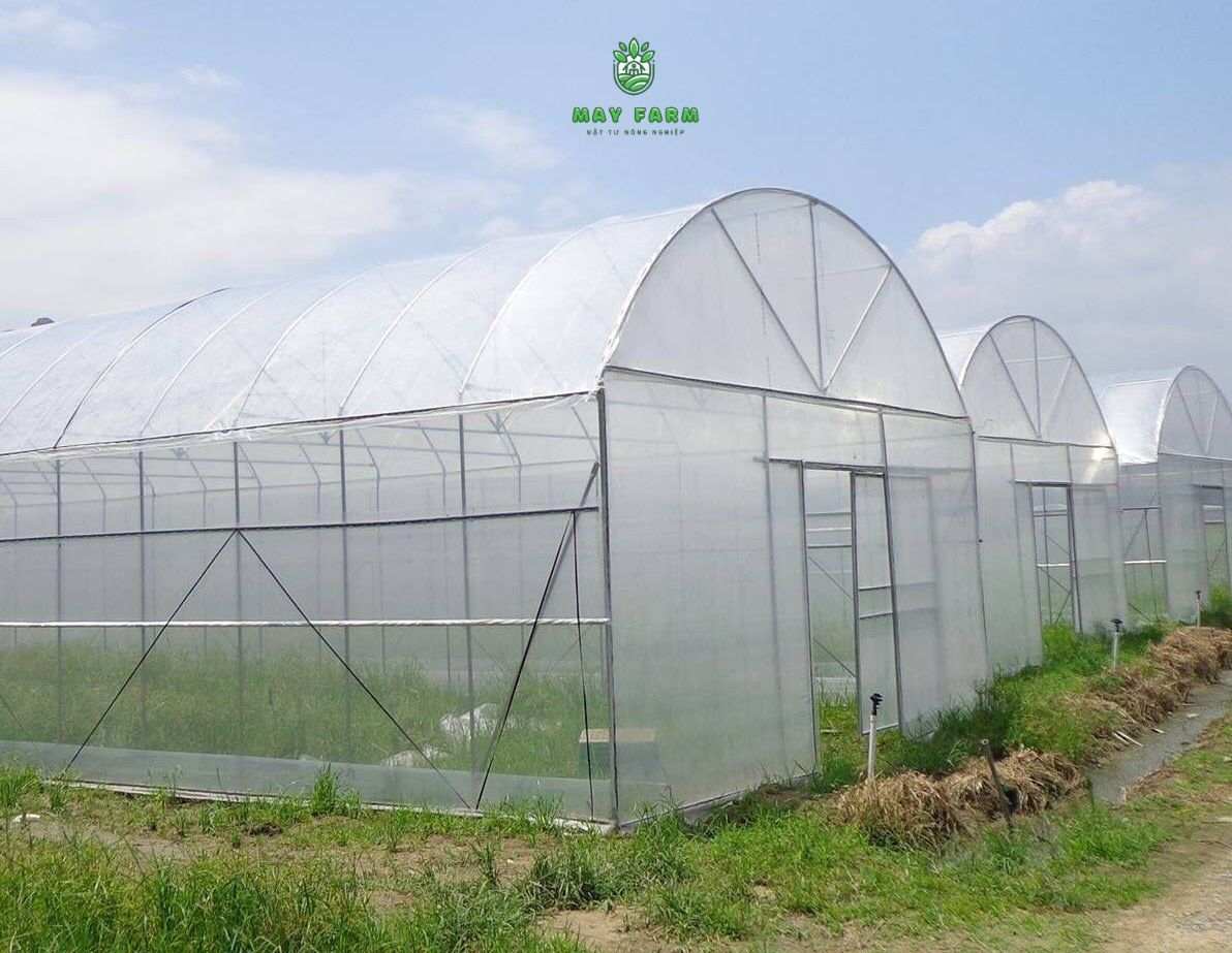 Màng phủ nhà kính - Điều tiết ánh sáng nhiệt độ