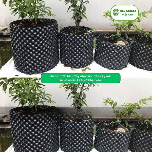 Các yếu tố ảnh hưởng đến giá bầu ươm