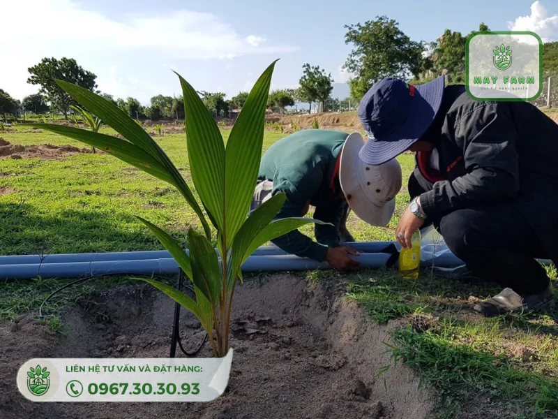 Liên hệ May Farm để thiết lập hệ thống tưới cây dừa hiệu quả