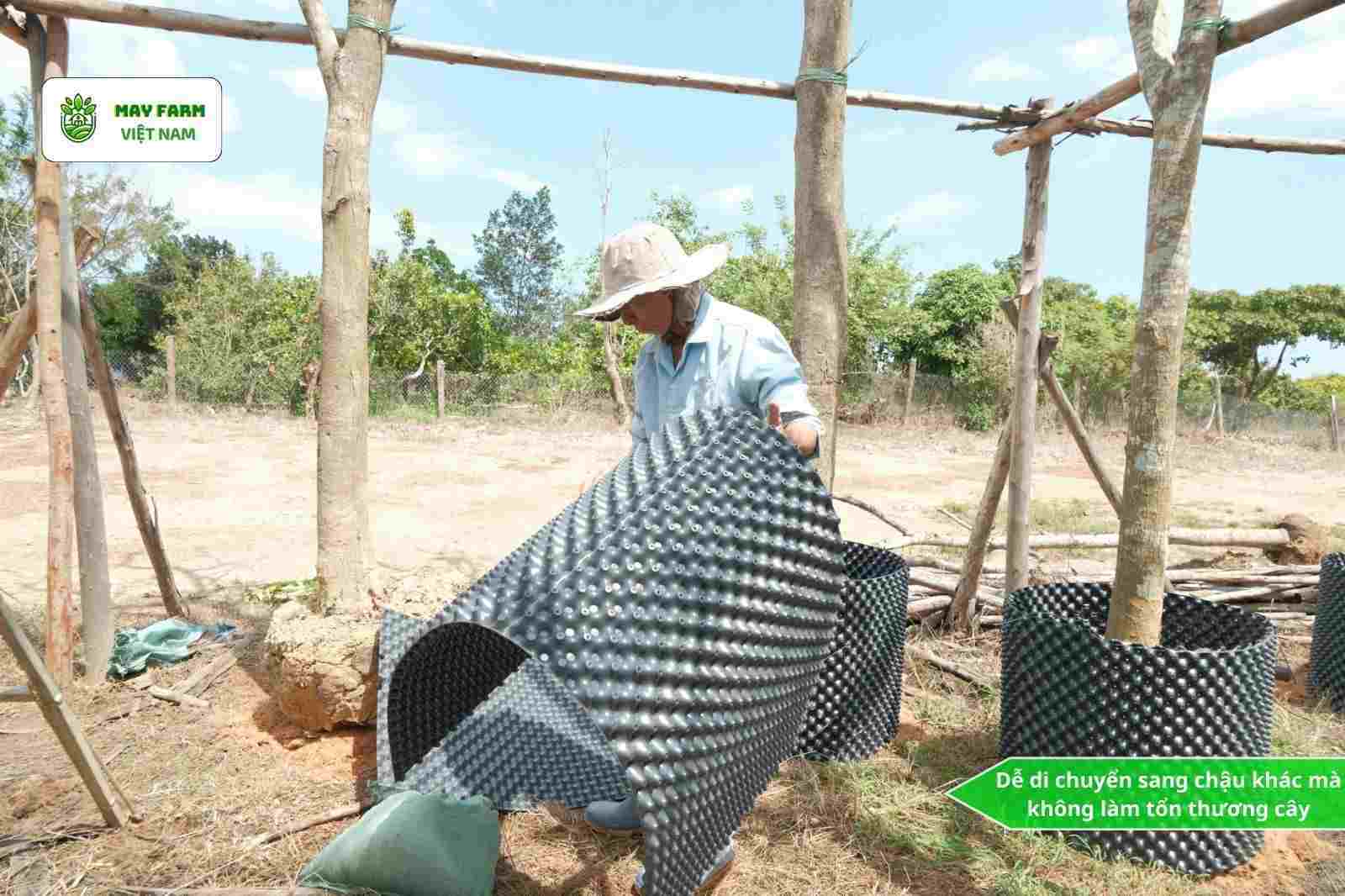  Vì sao bầu quây cây cảnh giúp rễ khỏe - cây lớn nhanh vượt trội